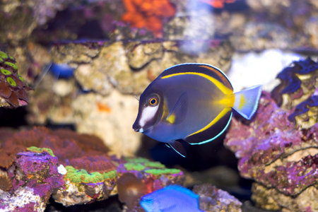 Acanthurus japonicus
Tropical fish in the aquarium. Beautiful colorful tropical fish.の写真素材