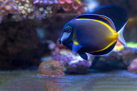 Acanthurus japonicus
tropical fish swimming in the sea, blue and yellow fish close upの写真素材
