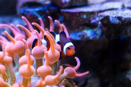 Clown anemonefish (Amphiprion ocellaris)の写真素材