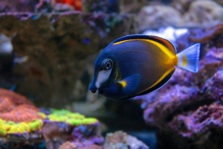 Acanthurus japonicus
Tropical fish swimming in an aquarium, blue and yellow fishの写真素材