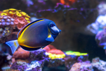 Acanthurus japonicus fish swimming in the water. Underwater world.の写真素材