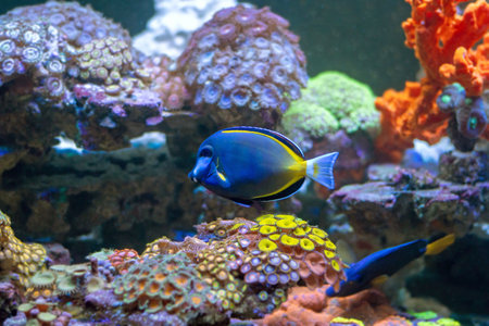Acanthurus japonicus
Tropical fish and corals in the aquarium. Underwater world.の写真素材