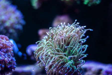 Torch coral - (Euphyllia glabrescens) is a species of large-polyped stony coralの写真素材