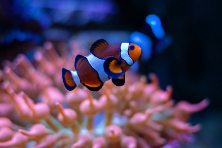 Clown anemonefish (Amphiprion bicolor)の写真素材