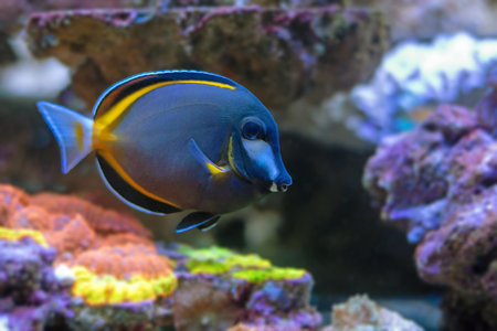 Acanthurus japonicus
Tropical fish swimming in an aquarium. Underwater world.の写真素材