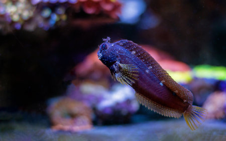 Close up view of a Salarias ramosus, the starry blenny fish swimming in a reef aquarium.の写真素材
