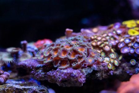Colorful coral in the aquarium. Underwater world. Coral reef.の写真素材