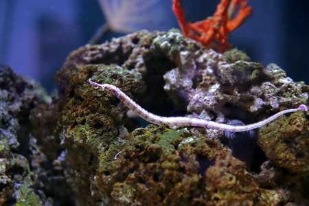 The messmate pipefish - (Corythoichthys haematopterus)の写真素材