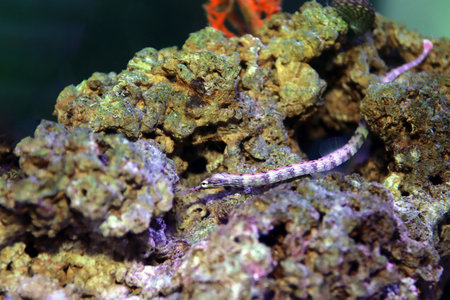 The messmate pipefish - (Corythoichthys haematopterus)の写真素材