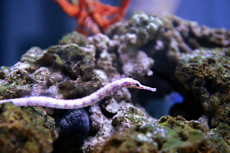The messmate pipefish - (Corythoichthys haematopterus)の写真素材