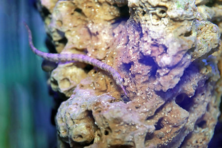 The messmate pipefish - (Corythoichthys haematopterus)の写真素材