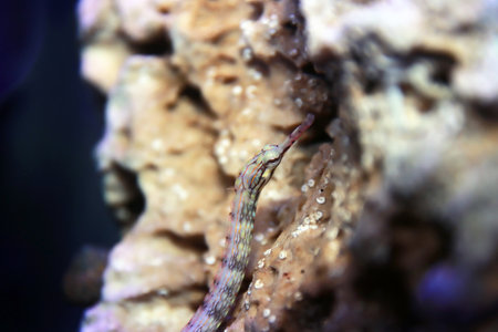 The messmate pipefish - (Corythoichthys haematopterus)の写真素材
