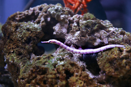 The messmate pipefish - (Corythoichthys haematopterus)の写真素材