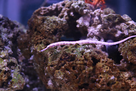 The messmate pipefish - (Corythoichthys haematopterus)の写真素材