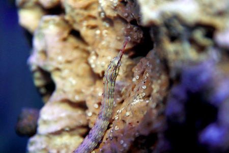 The messmate pipefish - (Corythoichthys haematopterus)の写真素材