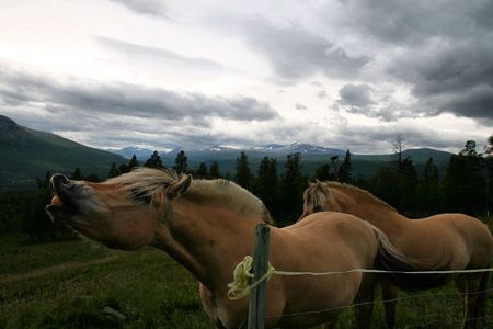 Smiling horse in Norwayの写真素材