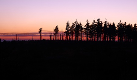Trees at autumn sunsetの写真素材