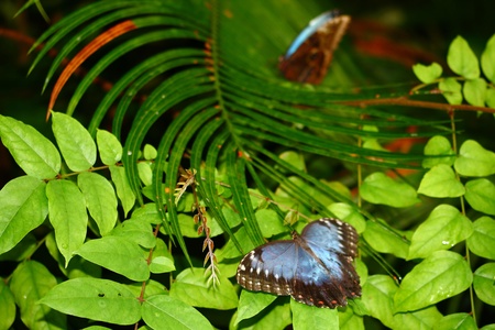 Pair of Blue morpho butterfliesの写真素材