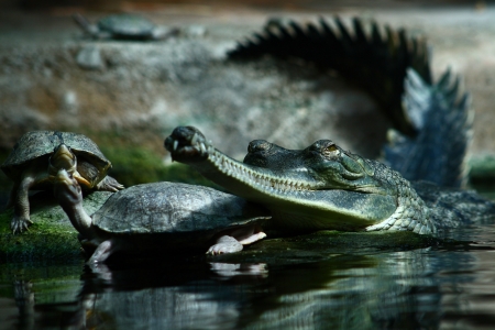 Gavial with the turtesの写真素材