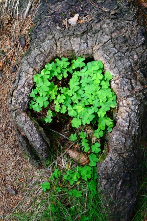 Shamrock cloverの写真素材