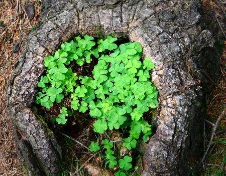 Shamrock clover in a piece of woodの写真素材