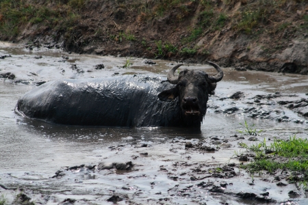 Bull in a pool of mudの写真素材