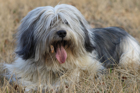White dog lying on a fieldの写真素材