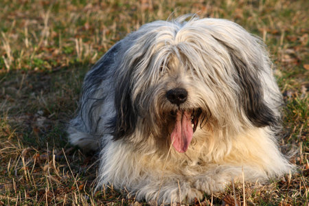 Lying dogの写真素材