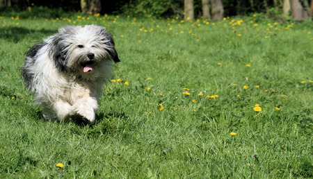 Running sheepdogの写真素材