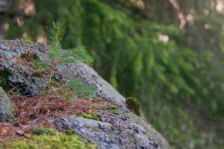 The Spruce from the Rock