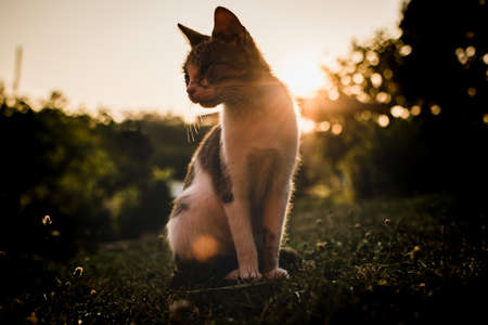cat silhouette yellow sunset looking to sideの写真素材