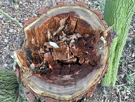 Tree stump in the forest. Detail of a stump in a forest with rotten flesh in the middle.の写真素材