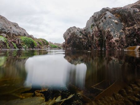 Macro View of Micro Plants colorful plants in the seaの写真素材