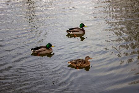 Ducks are mostly aquatic birds living in both fresh water and sea water and found on every continent except for Antarctica. Ducks are omnivores. Denmarkの写真素材