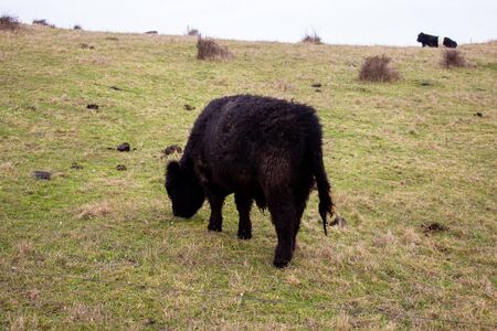 Young shaggy black bull grazing in a meadow at winter time in Denmarkの写真素材