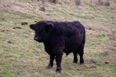 Young shaggy black bull grazing in a meadow at winter time in Denmark.の写真素材