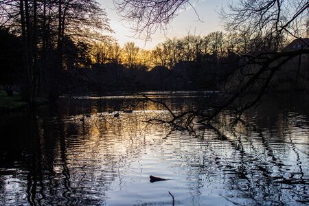 Sunset in a dark forest. Old tree in a lake into a forest with sunset in background. Odense. Denmark.の写真素材