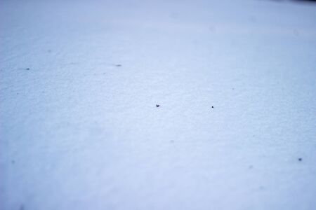 Background of white fluffy snow with dead little spider.の写真素材