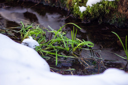 Snow in a stream. The first snow in a forest with creek. Onset of winter. First frost of a late autumn landscape.の写真素材