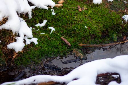Snow in a stream. The first snow in a forest with creek. Onset of winter. First frost of a late autumn landscape.の写真素材