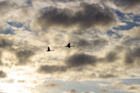 isolated mallard ducks couple anas platyrhynchos flying in blue sky.の写真素材
