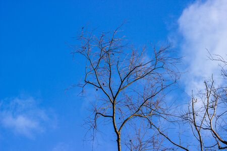 Silhouette of a dead tree against a blue sky. Outline of bare branches and branches. Dark vision of the earth. Ecology.の写真素材