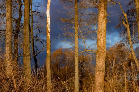Spooky foggy forest at night.の写真素材