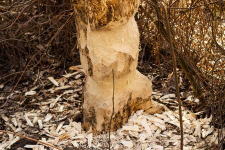 Damage to trees beavers. Negative activity of beavers in the woods.の写真素材