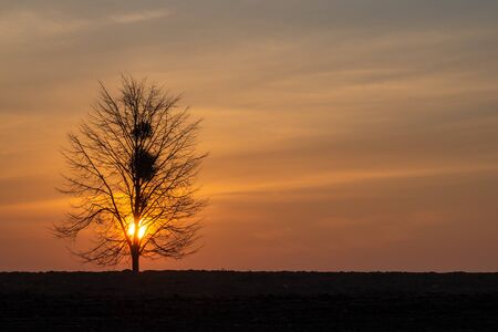 Magical sunrise sun behind the tree. There is a golden sky in the backgroundの写真素材