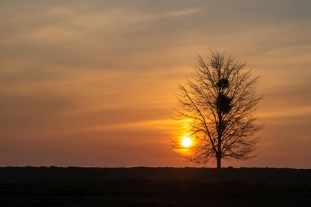 Magical sunrise sun behind the tree. There is a golden sky in the backgroundの写真素材