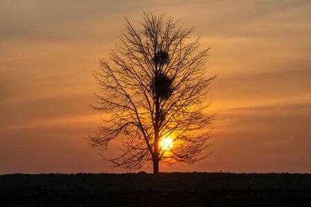Magical sunrise sun behind the tree. There is a golden sky in the background. Golden hourの写真素材
