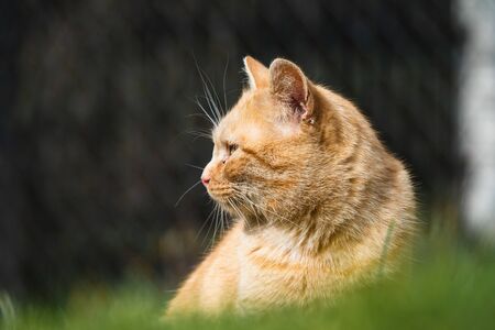 Cat is eating fresh green grass. Cat grass, pet grass. Natural hairball treatment, white, red pet cat eating fresh grass, green oats, emotionally, copy space, the concept of the health of Pets.の写真素材