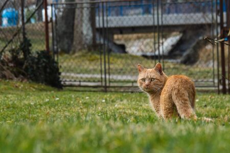 Cat is eating fresh green grass. Cat grass, pet grass. Natural hairball treatment, white, red pet cat eating fresh grass, green oats, emotionally, copy space, the concept of the health of Pets.の写真素材
