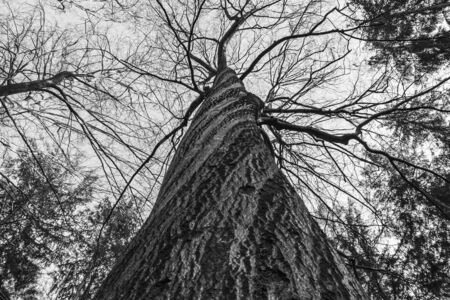 The tops of the birch trees against of the sky black and white Czech.の写真素材